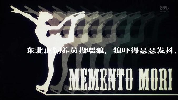 东北虎饲养员投喂狼，狼吓得瑟瑟发抖，真的是「血脉压制」吗？可能是哪些原因造成的？
